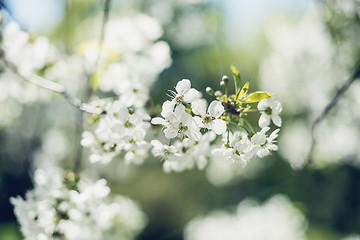 Image showing Flowers of blossom tree