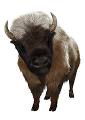 Image showing American Bison