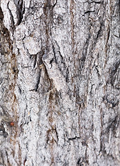 Image showing bark background