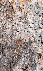 Image showing pine bark