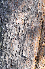 Image showing pine bark