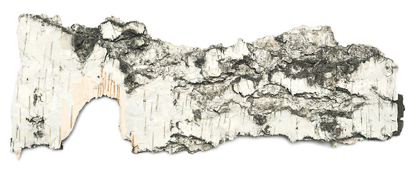 Image showing birch bark