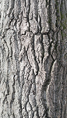 Image showing maple bark