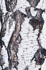 Image showing birch bark
