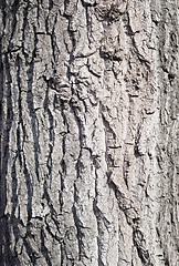 Image showing maple bark