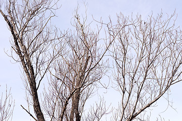 Image showing barren tree