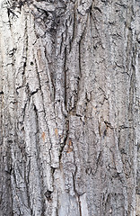 Image showing maple bark