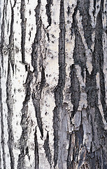 Image showing bark background