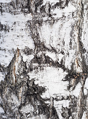 Image showing birch bark