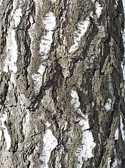 Image showing birch bark