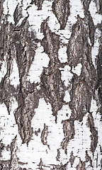 Image showing birch bark