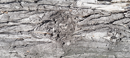 Image showing bark background