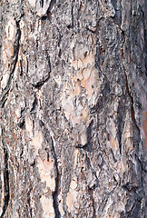 Image showing pine bark