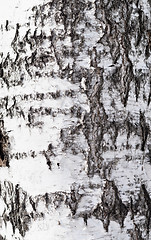 Image showing birch bark