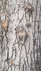 Image showing bark background