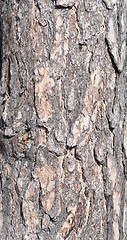 Image showing pine bark