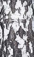 Image showing birch bark