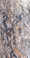 Image showing pine bark