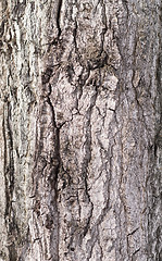 Image showing tree bark