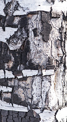 Image showing bark texture