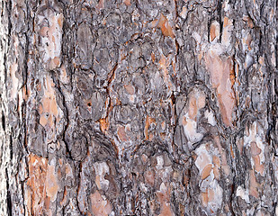 Image showing pine bark