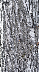 Image showing bark background