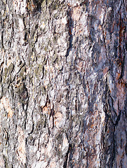 Image showing pine bark