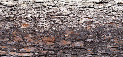 Image showing pine bark