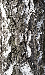 Image showing birch bark