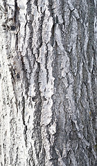 Image showing bark background