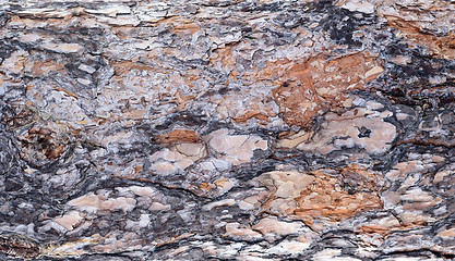 Image showing pine bark