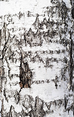 Image showing birch bark