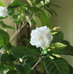 Image showing indoor flowers