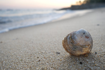 Image showing Shell on the beach