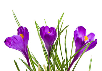 Image showing crocuses