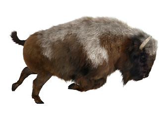 Image showing American Bison