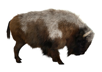 Image showing American Bison