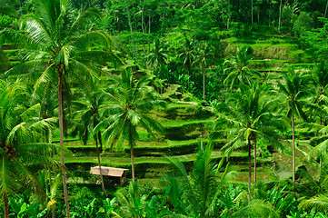 Image showing Terrace rice fields on Bali, Indonesia