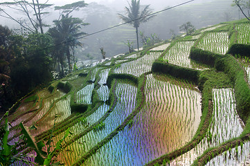 Image showing Terrace rice fields on Java, Indonesia