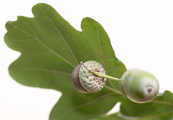 Image showing Acorns