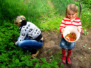 Image showing Mother and daughter collect strawberry on a bed