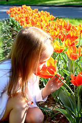 Image showing little girl smells tulips on the flower-bed