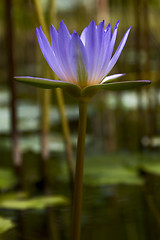 Image showing  close up of flower in the  garden