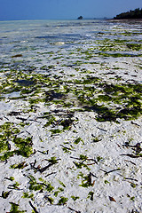 Image showing seaweed and coastline