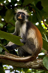 Image showing  ape in zanzibar