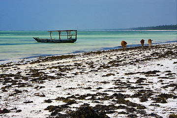 Image showing cows in tanzania zanzibar