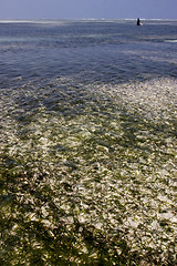 Image showing beach seaweed and women  in tanzania zanzibar