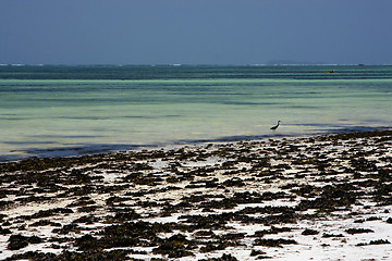 Image showing beach seaweed and  bird in zanzibar