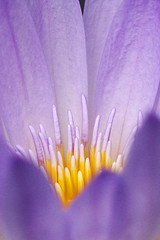 Image showing  flower in the  garden of  pamplemousses