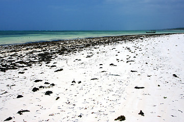 Image showing seaweed and boat in tanzania